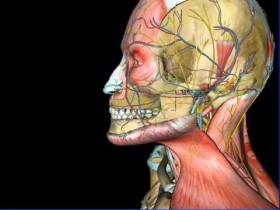 IMPORTANZA DI MANTENERE GLI ELEMENTI DENTARI - MEDIADENT SARZANA